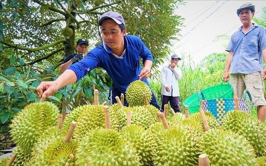 Giá nông sản 19/8: Sầu riêng tăng cao; gạo duy trì ổn định, lúa neo ở mức cao