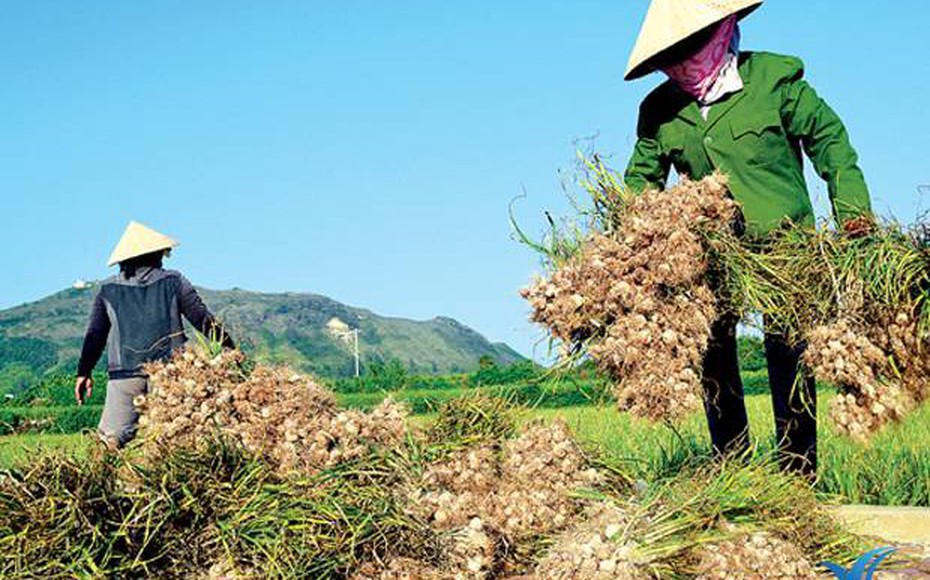 Giá nông sản 20/8: Tỏi Lý Sơn được giá, cà phê tiếp đà tăng