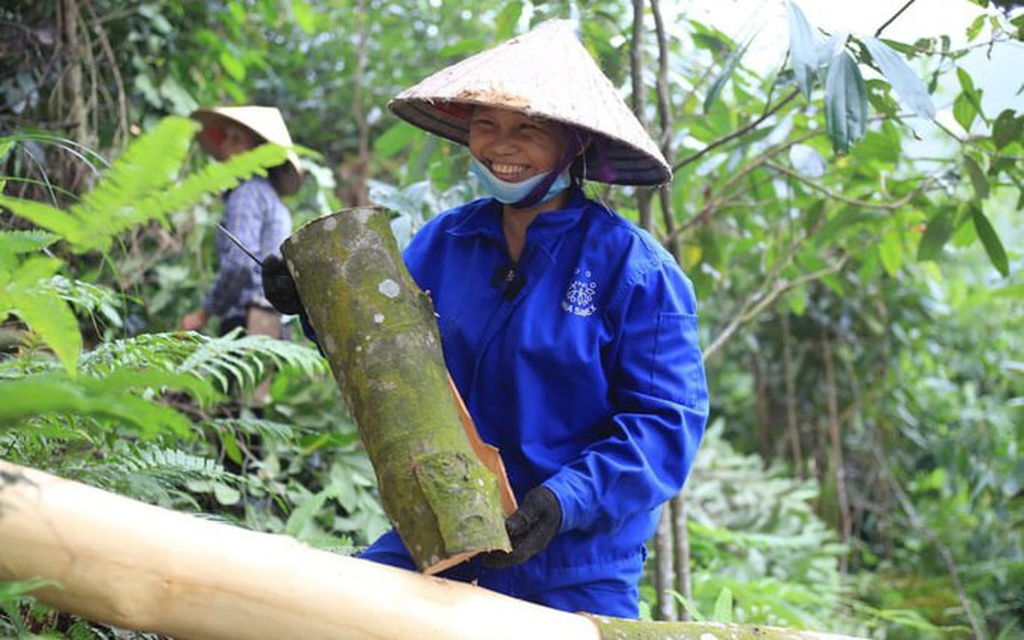 Indonesia là thị trường nhập khẩu quế lớn nhất của Việt Nam