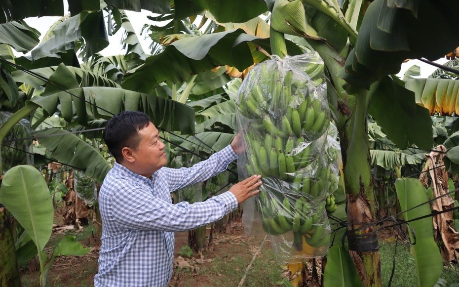 Giá nông sản 21/8: Giá chuối mật, hồ tiêu đồng loạt tăng