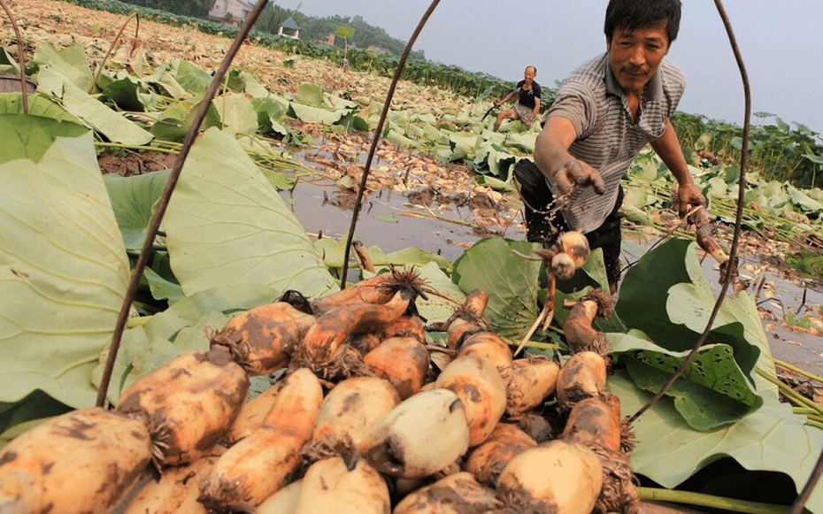 Giá nông sản 25/8: Củ sen vào mùa được giá, cao su tăng giảm trái chiều