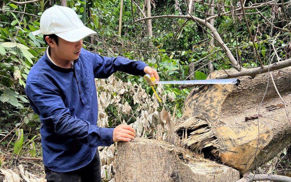 Vụ rừng tự nhiên cạnh mỏ đá Công ty Thiên Mã bị kẻ xấu chặt hạ: Cơ quan chức năng vào cuộc