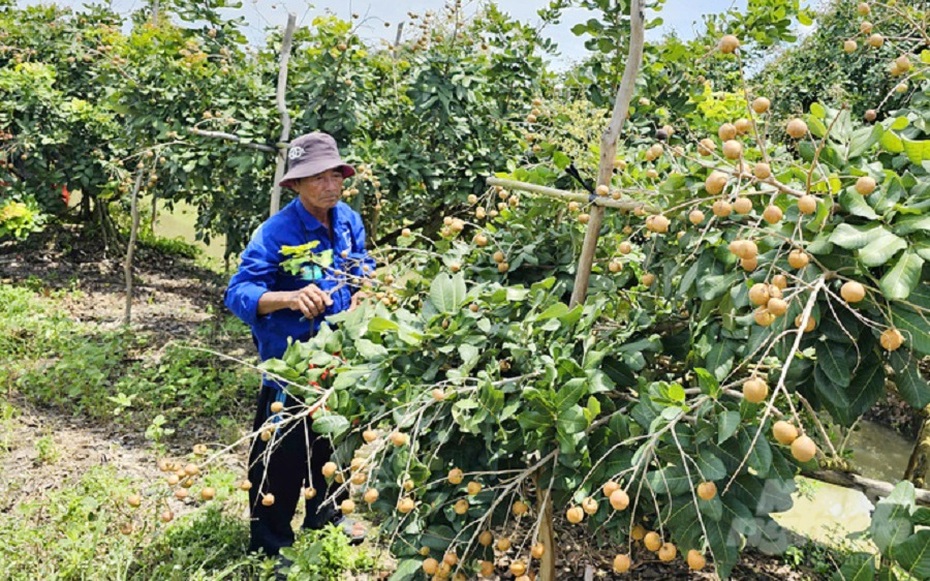 Giá nông sản 29/8: Nhãn hữu cơ giá cao, hồ tiêu duy trì ổn định