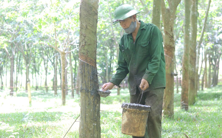 Giá nông sản 3/8: Cà phê biến động trái chiều, cao su tăng mạnh