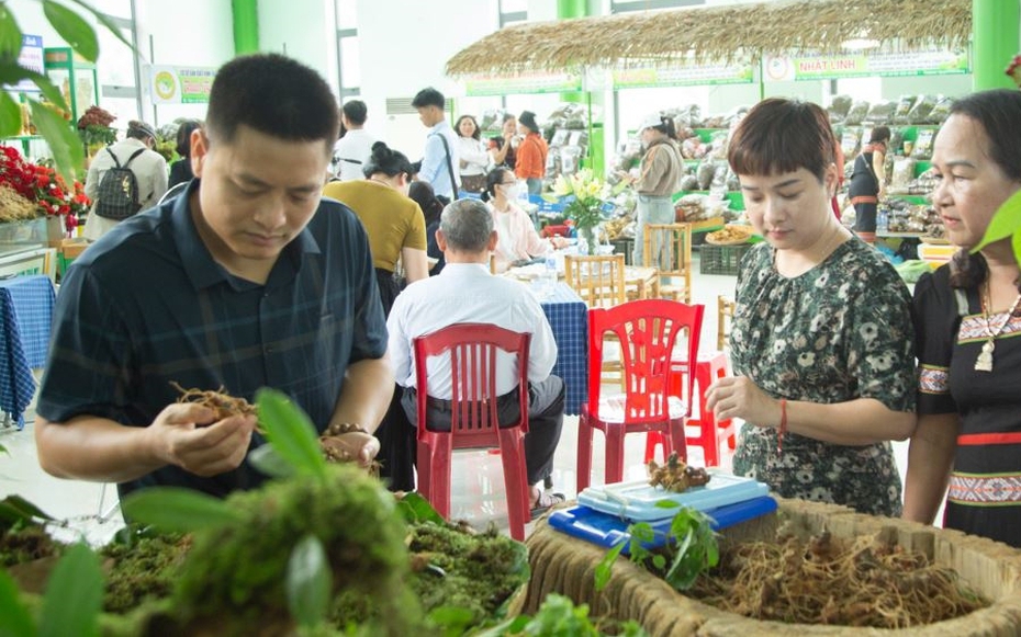 Lễ hội sâm Ngọc Linh Quảng Nam hút du khách, thu về tiền tỷ