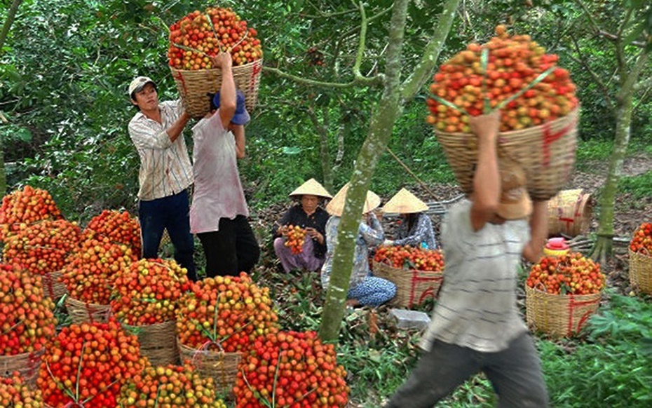 Giá nông sản 5/8: Chôm chôm tăng mạnh, lúa gạo duy trì ổn định