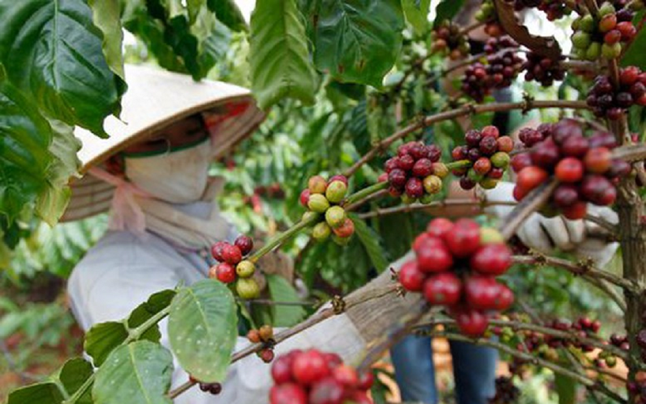Xuất khẩu cà phê gặp bất lợi do tình hình thời tiết: Kỳ vọng "đòn bẩy" bứt phá cuối năm