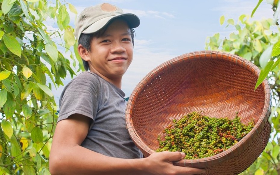 Giá nông sản 10/9: Hồ tiêu tăng 43% sau 8 tháng, lúa gạo biến động trái chiều