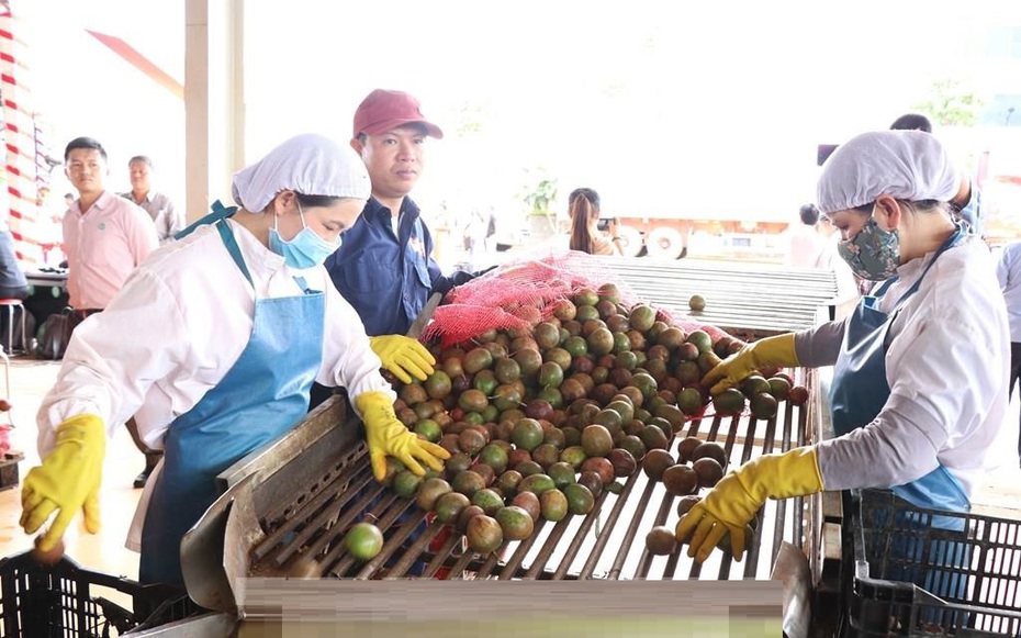 Liên tiếp đón tin vui: Một loại trái cây Việt lọt top xuất khẩu lớn nhất thế giới