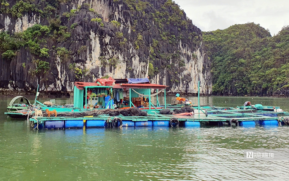 Nước mắt người nuôi cá lồng bè ở đảo Cát Bà