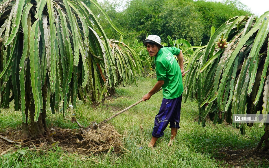 Sau trận ngập lịch sử, nhiều vườn thanh long ở Bình Thuận chưa thể "hồi sinh"