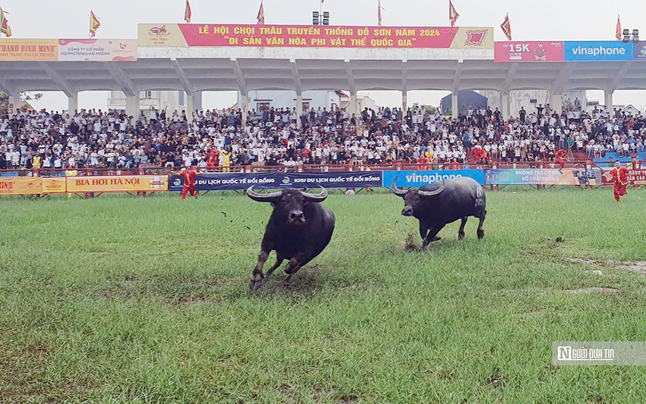 Lễ hội chọi trâu Đồ Sơn 2024: Đương kim vô địch bỏ chạy sau 1 phút đấu