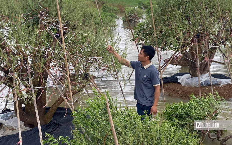 Nông dân Hải Phòng nỗ lực cứu vãn vụ nông sản Tết