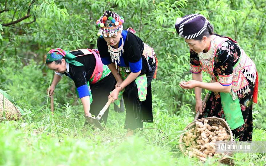 Hành trình xây dựng thương hiệu OCOP Nghệ An – Kỳ 3: Đưa “hương quê” vươn ra thế giới