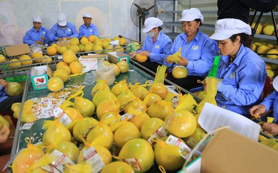 Kỳ vọng xuất khẩu nông sản Việt Nam đạt 55 tỷ USD vào cuối năm 2024