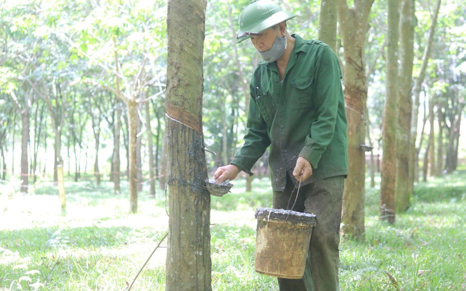Giá nông sản 9/9: Cao su tiếp tục tăng, cà phê đồng loạt giảm