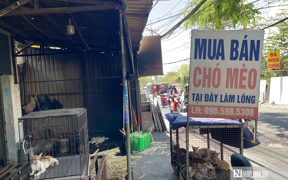 Biến tướng lừa đảo từ các dịch vụ tìm thú cưng trên mạng