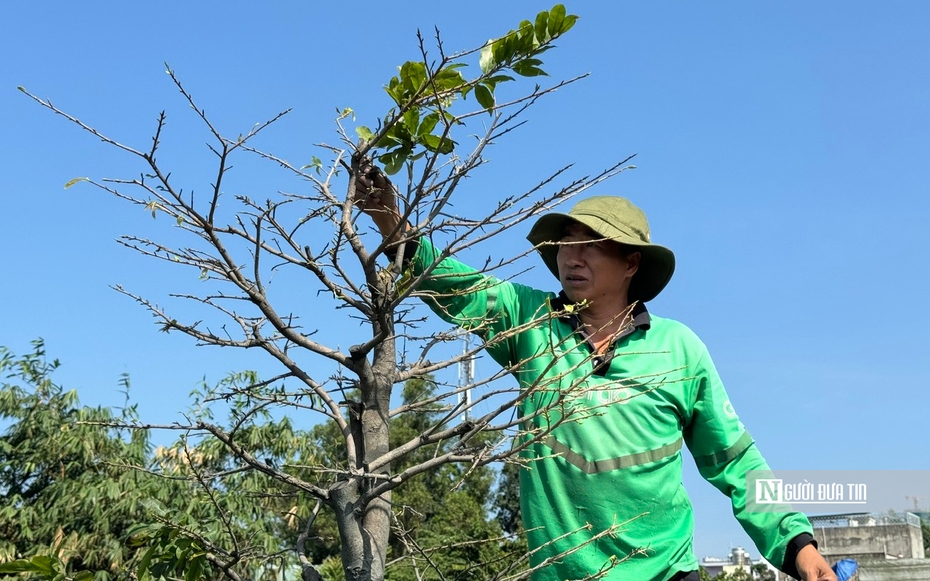 Nghề lạ dịp Tết: "Nhặt lá trả tiền", kiếm gần nửa triệu đồng mỗi ngày