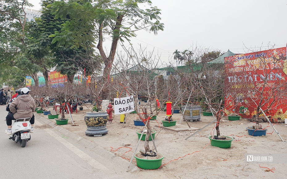 Đào đá “lên ngôi” tại chợ hoa Tết ở Hải Phòng