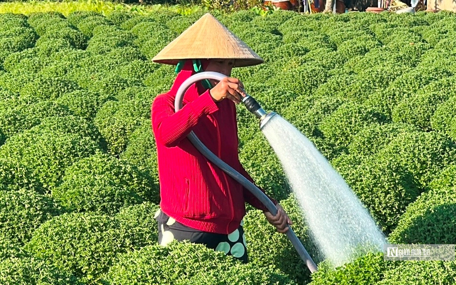 “Vương quốc hoa kiểng” miền Tây sẵn sàng hơn 10 triệu sản phẩm phục vụ thị trường Tết