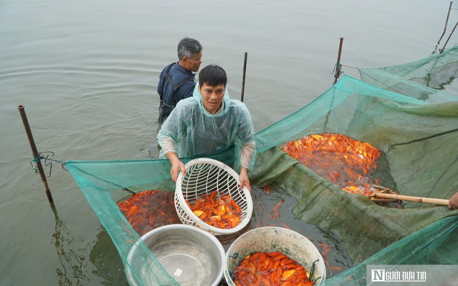 Làng cá chép vàng lớn nhất Thanh Hóa nhộn nhịp trước ngày ông Công, ông Táo