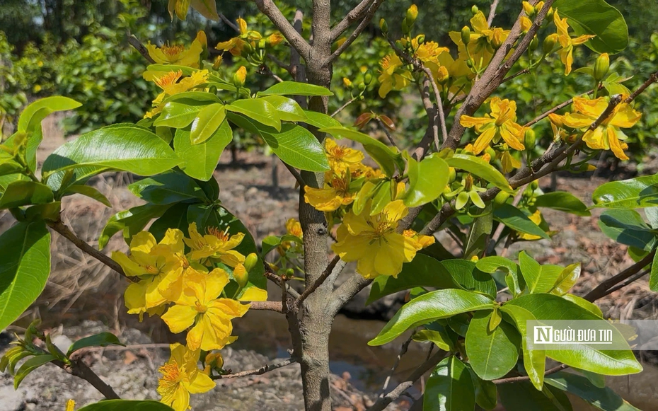 "Mỏ vàng" ngày Tết của nông dân làng mai Bình Lợi