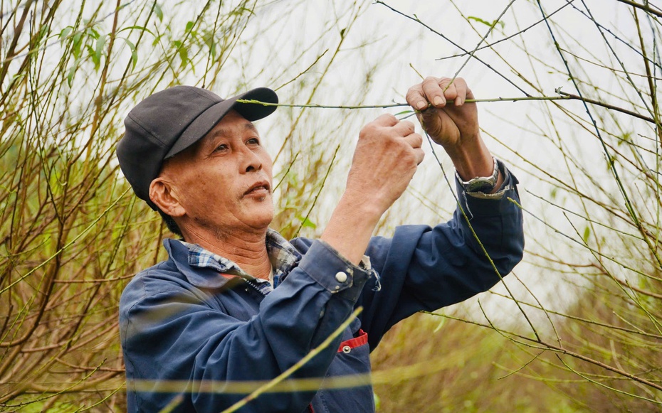 Nắng ấm cận Tết, người trồng đào "đứng ngồi không yên"