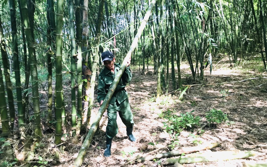 Làm giàu bền vững từ trồng mét ở huyện miền núi Nghệ An