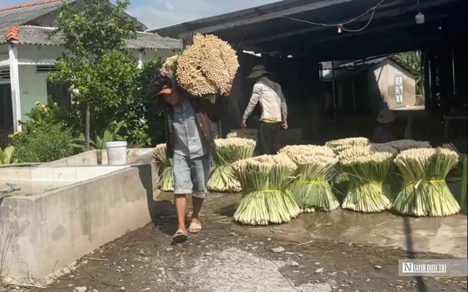 Nông dân huyện đảo Tiền Giang thoát nghèo nhờ loài cỏ công dụng "thần kỳ" với sức khỏe