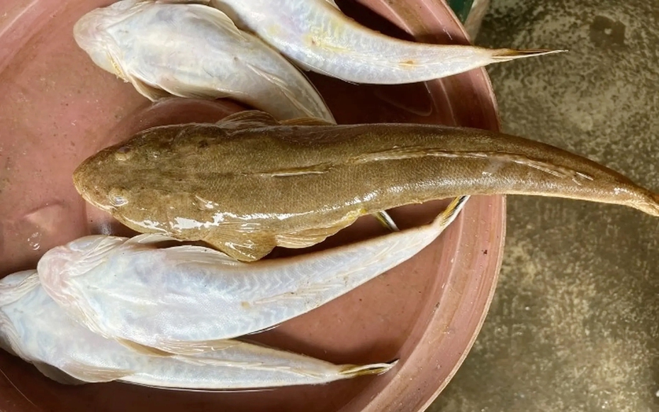 Loại cá "nhà nghèo" nhưng là đặc sản mang hương vị đậm đà được dân sành ăn săn lùng