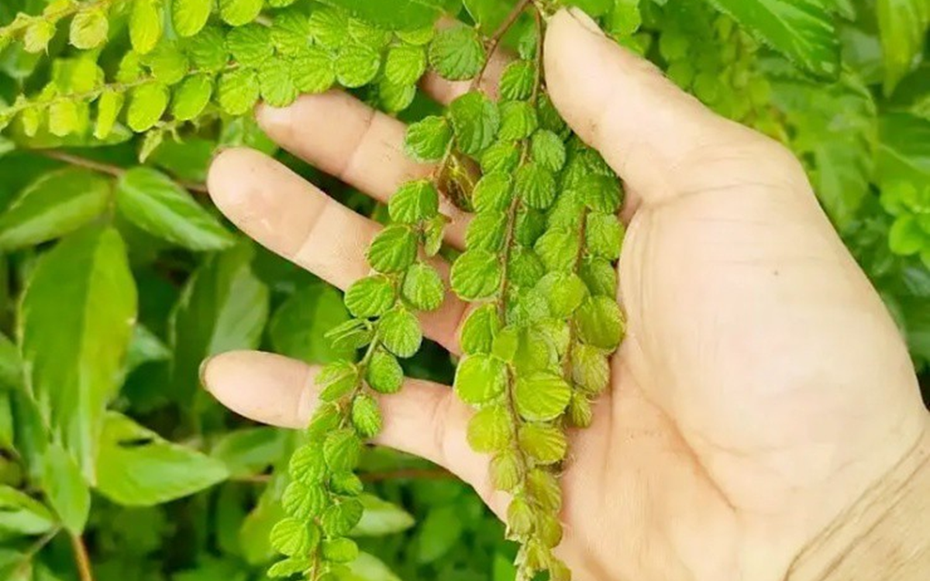 Cây mọc dại người Việt "thờ ơ", nước ngoài hái lá khô đem bán kiếm bộn tiền