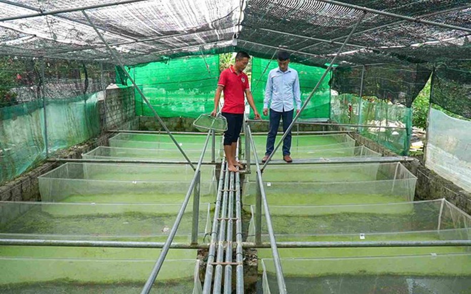 Anh nông dân nuôi con "hiền lành, mắn đẻ", nhẹ nhàng đút túi 2 tỷ đồng/năm