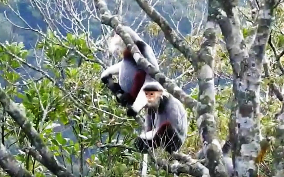 VIDEO: Cận cảnh loài voọc quý hiếm tung tăng dạn người trên đỉnh Bạch Mã