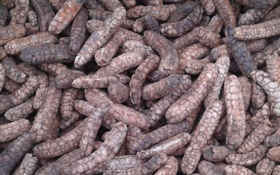 Loại quả xưa rụng đầy gốc nay thành đặc sản dân phố săn lùng, 150.000 đồng/kg