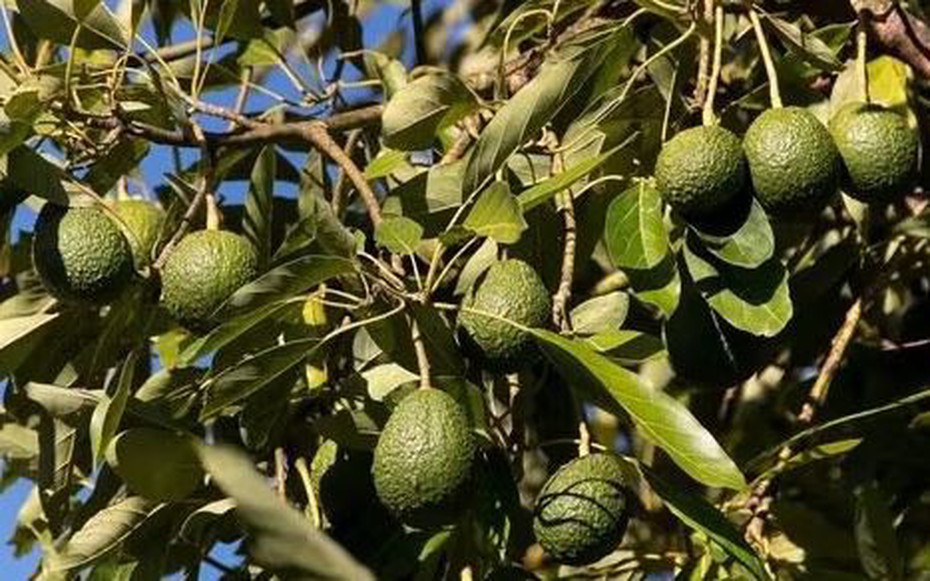 Loại quả được đánh giá "tốt nhất thế giới", ở chợ Việt vừa rẻ vừa nhiều