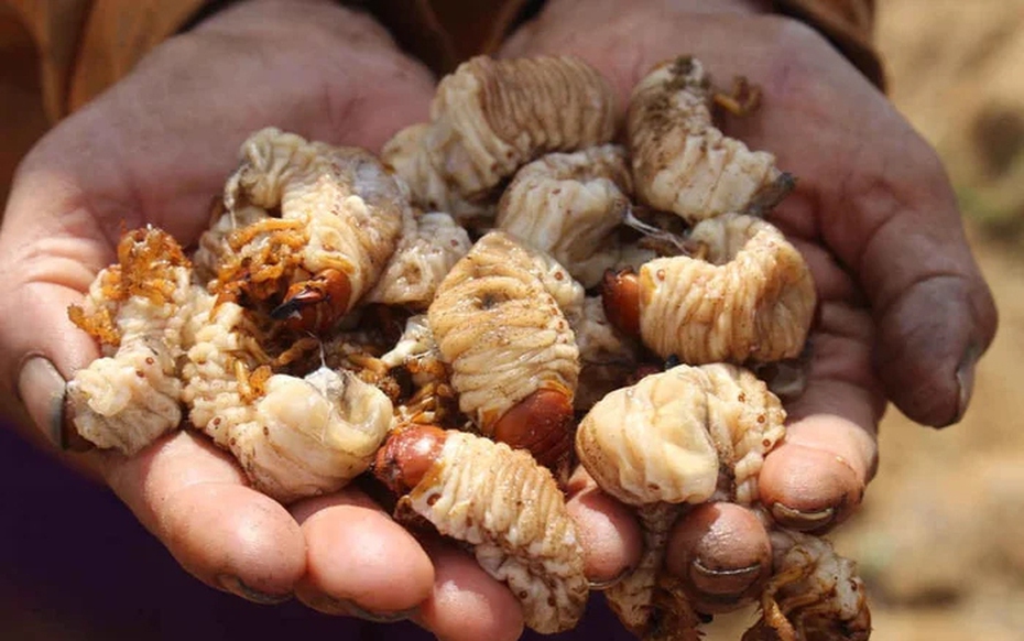 Loài sâu bề ngoài nhìn "sợ khiếp vía", nay "hóa" đặc sản giá 350.000 đồng/kg