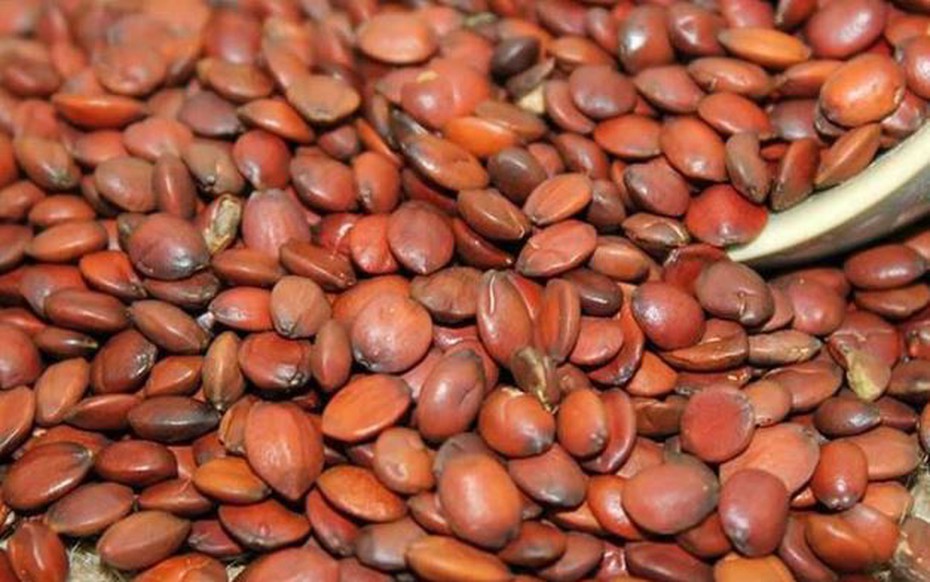 Thứ 90% người Việt bỏ đi không ngờ là "mỏ vàng", giá hơn 2 triệu đồng/kg