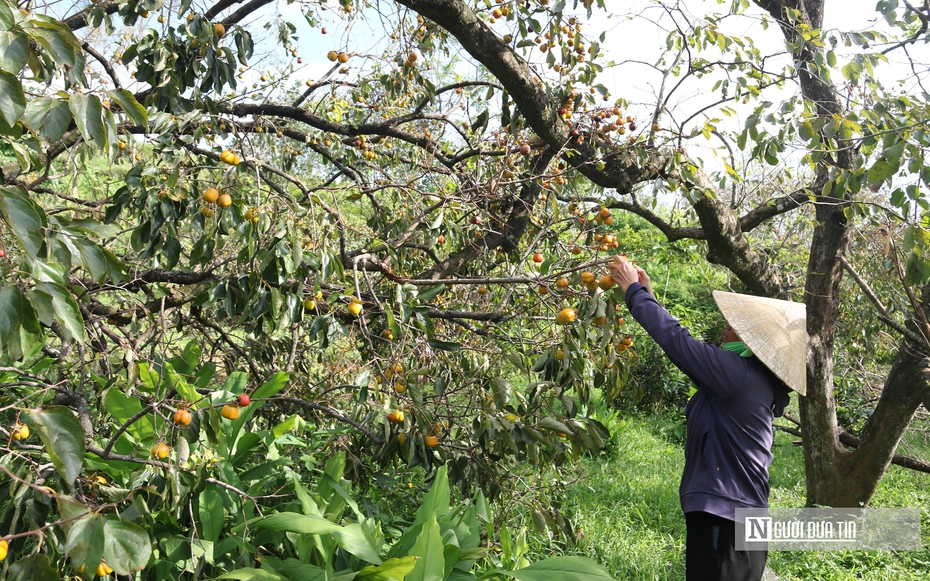Người dân thủ phủ hồng ở Nghệ An thất thu vì cây bật gốc, quả rụng đầy sau bão