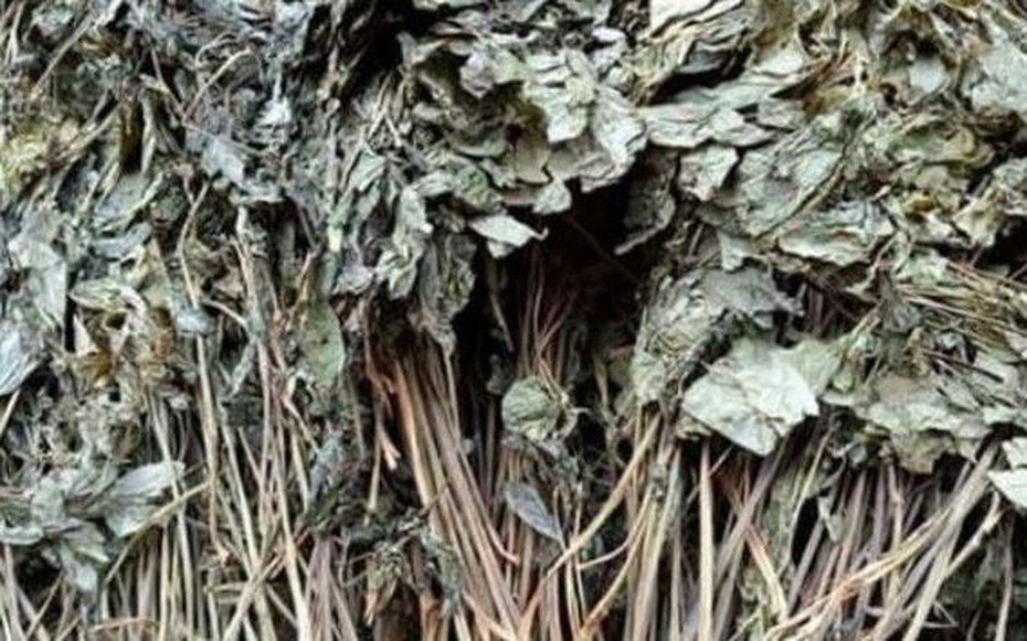 Loại lá đắt đỏ bậc nhất thế giới, chỉ có duy nhất ở Việt Nam, giá tới 150 triệu đồng/kg