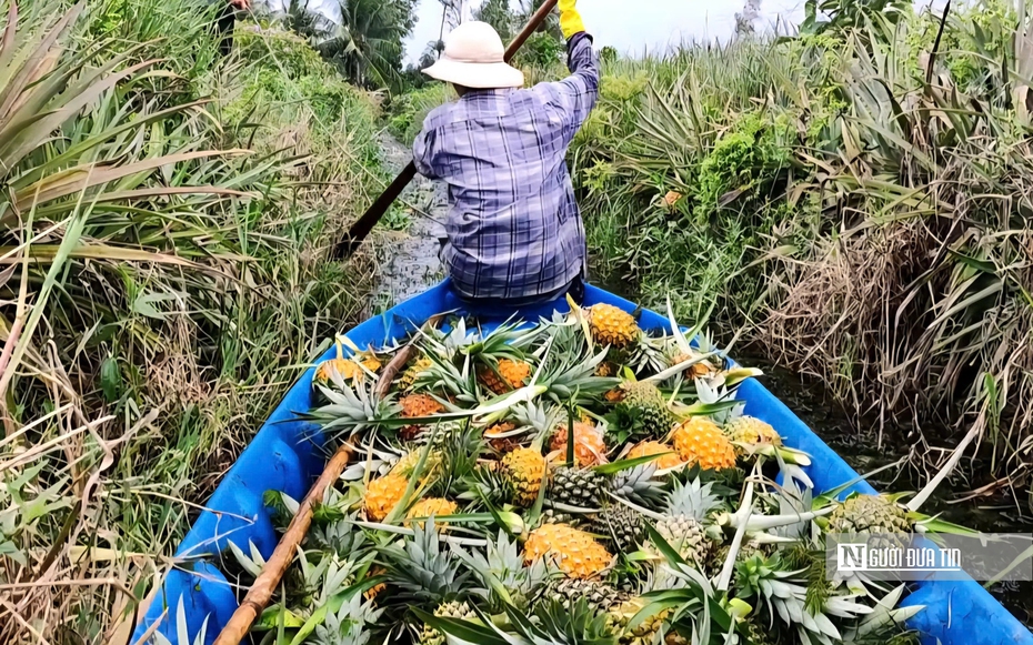 Đặc sản nức tiếng miền Tây mọc tại vùng đất ‘thừa phèn, thiếu ngọt’.”
