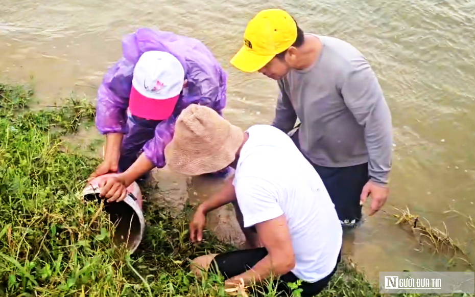VIDEO: Săn chuột mùa nước lũ ở Huế