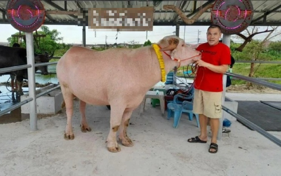 Con trâu màu "lạ" được trả 1,7 tỷ đồng, người đàn ông liền gật đầu bán