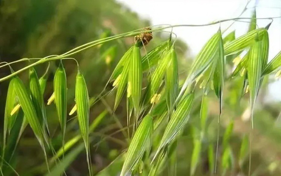 Loại cây dại xưa thấy "diệt tận gốc", không ngờ nay có giá 5 triệu đồng/kg