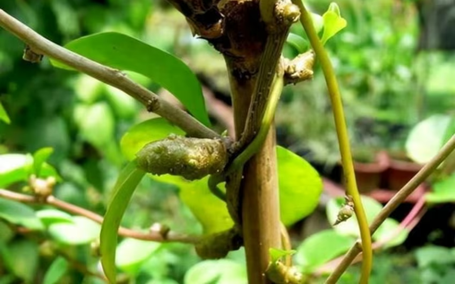 Cây dại xưa không ai "ngó", nay hái bán 2 triệu đồng/kg