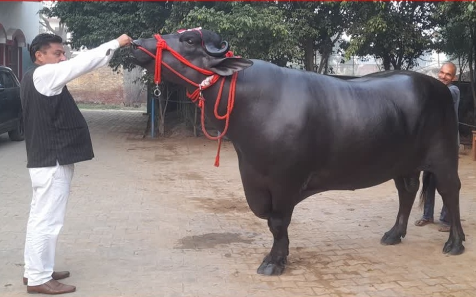 Con trâu khổng lồ được trả 30 tỷ đồng, chủ nhân "kiêu" không bán
