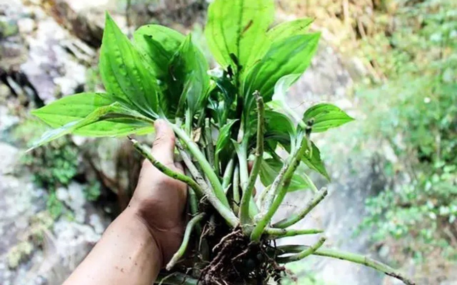 Cây dại mọc đầy ở Việt Nam, sang "trời Tây" bán hơn nửa triệu/kg