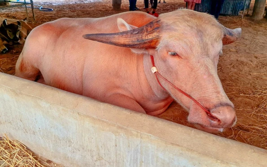 Con trâu bạch tạng được trả giá 1,4 tỷ đồng, chủ trâu cân nhắc mãi mới chịu bán