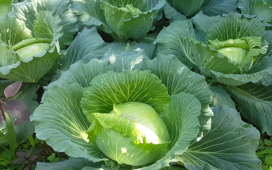 Loại rau quen thuộc, có nhiều vào mùa đông giá lại rẻ, giúp xương khớp khỏe mạnh