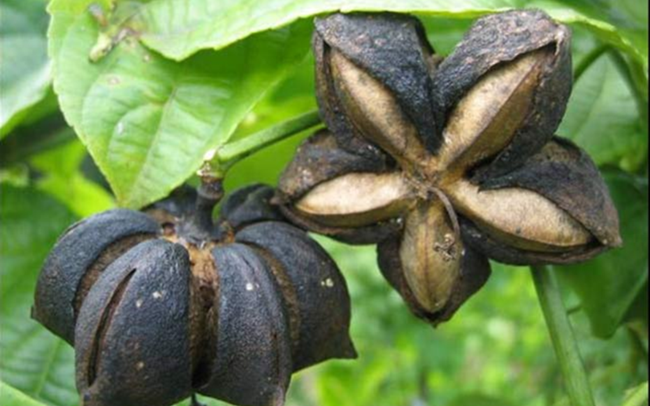 Loại hạt "đắt đỏ bậc nhất thế giới", ở Việt Nam cũng có mà ít ai hay