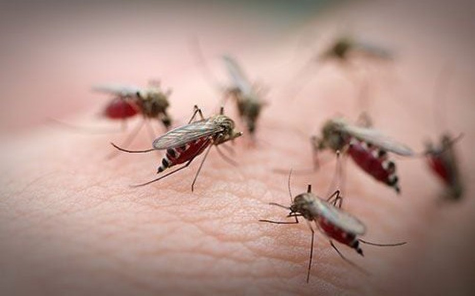 "Bí ẩn" đất nước duy nhất trên thế giới không có muỗi